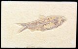 Bargain Knightia Fossil Fish - Wyoming #42378-1